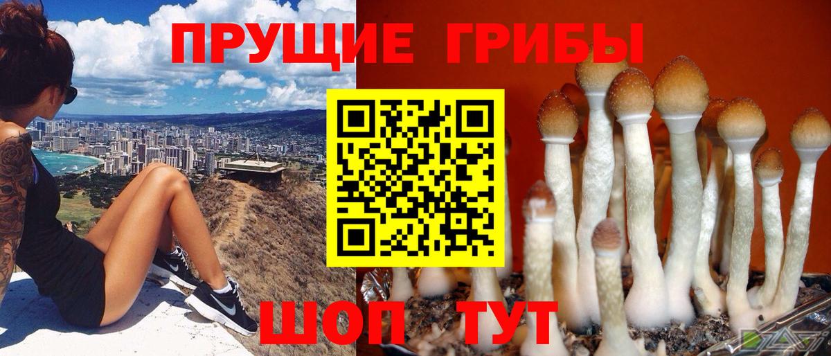 Галлюциногенные грибы Magic Shrooms  Вход с VPN  Моздок  Галлюциногенные грибы GOLDEN TEACHER 